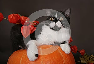 Cat on a pumpkin