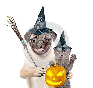 Cat with pumpkin and Dog in hat for halloween holding witches broom stick. isolated on white background