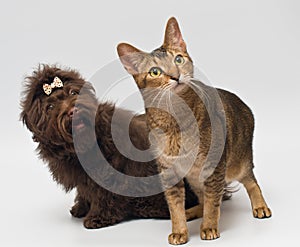 Cat and puppies of the lapdog in studio