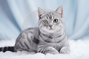 a cat puppy american shothair on gray isolated background generative ai