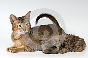 Cat and the puppy of the lapdog in studio