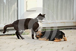 Cat with puppy of Norwich terrier