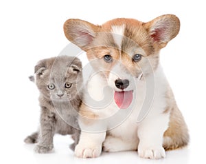 Cat and puppy sitting in front and looking at camera. isolated