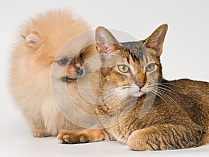 Cat and the puppy of the spitz-dog