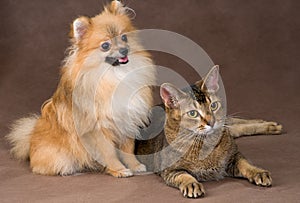 Cat and puppy in studio