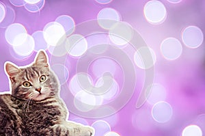 Cat on a purle background with bokeh
