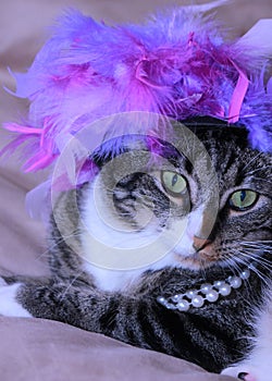 Cat in purple feather hat