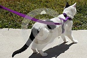 Cat on a Purple Leash