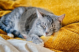 The cat purrs with closed eyes lying on a yellow blanket