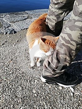 a cat purrs near the man's legs