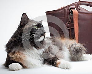 Cat and purse