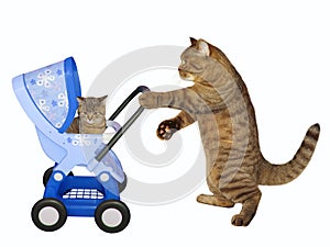 Cat pushes blue stroller with kitten 2