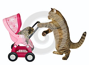 Cat pushes stroller with kitten 2