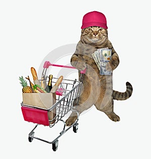 Cat pushing shopping cart 2