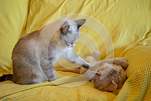 Cat puts one leg on top of another to wake him up carefully and be able to play