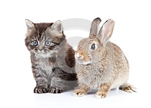 Kočka a králík 