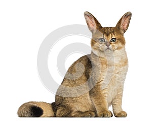 Cat with rabbit ears sitting