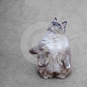 Cat ragdoll.