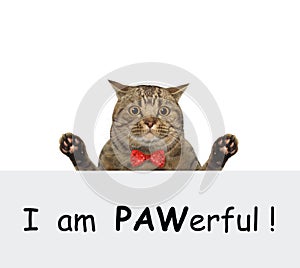 Cat with raised both front paws