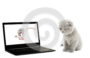 Cat, rat and laptop