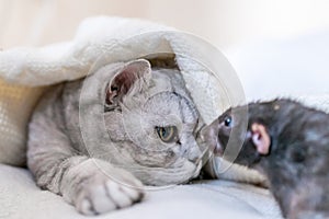 Cat and rat lie together on bed. Illustrating peaceful animal interaction. The cat appears to be looking at the rat