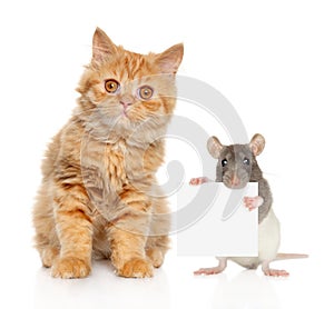 Cat and rat posing on white background