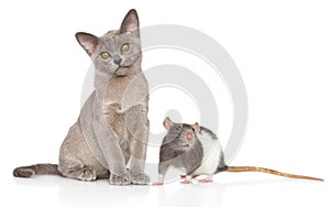 Cat and Rat together on a white background