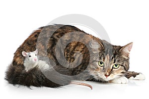 Cat and rat on a white background