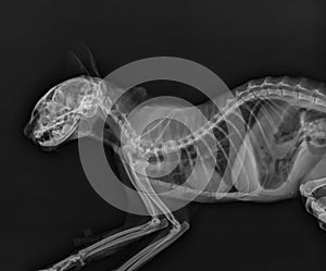 Cat X Ray. Abdomen and Thorax Radiograph of a Cat. Head and Neck X Ray