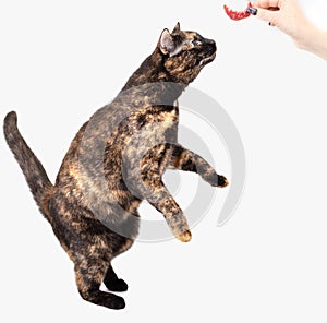 The cat reaches for a piece of sausage, a white background.