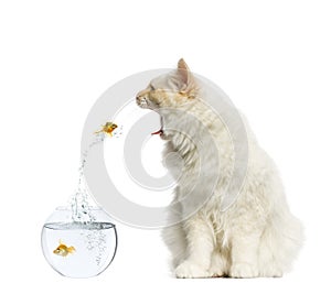 Cat reaching at a goldfish jumping out of its aquarium