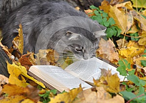 Cat reading a book