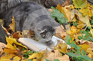 Cat reading book