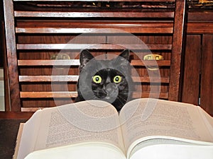 Cat reading photo