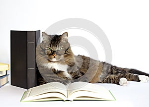 Cat with Reading Glasses