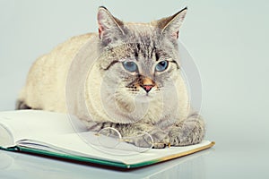 Cat reading notebook