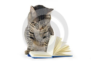 Cat reading a notebook