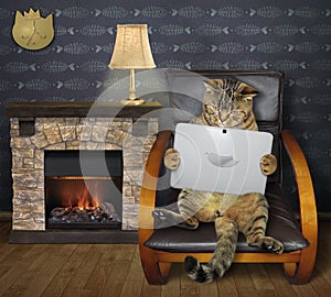 Cat reads a laptop by a fireplace