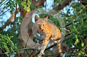 Cat ready to jump from tree