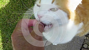 The cat receives a delicacy from the owner`s hand