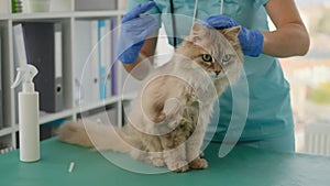 Cat receiving vaccine injection in veterinary clinic