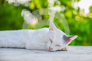 Cat reclined on floor