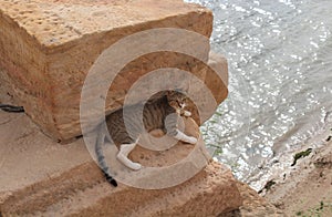 A Cat Reclines Near the Nile River, Philae Temple Complex, Aswan, Egypt