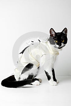 Cat with recovery suit after surgery