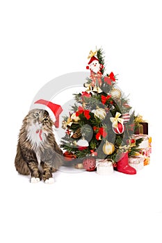 Cat in red Christmas cap sit by Christmas tree