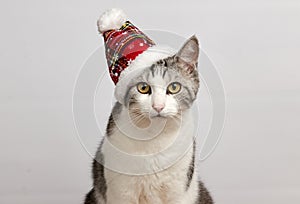 Cat in a red Christmas hat on a white background