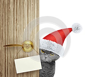 Cat in red christmas santa claus hat looking out the door entrance at home with empty card. Isolated on white