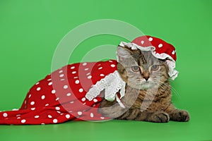 Cat in a red dress.