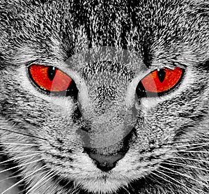 Cat with red eyes. Angry eyes. Cat look at camera