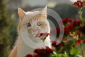 Cat with red flowers in the window